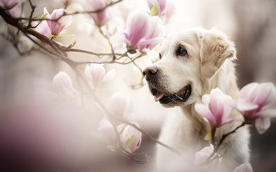 labrador, branches, magnolia, retriever, spring, pets, labradors, golden retriever