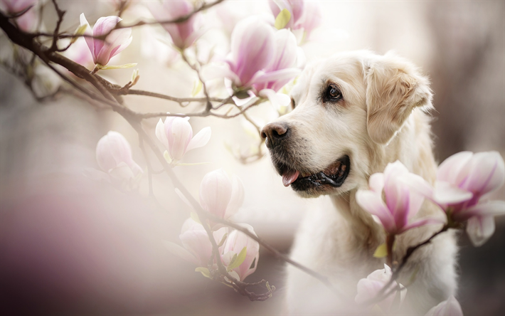 - labrador, de branches, de magnolia, retriever, le printemps, les animaux, les labradors, golden retriever
