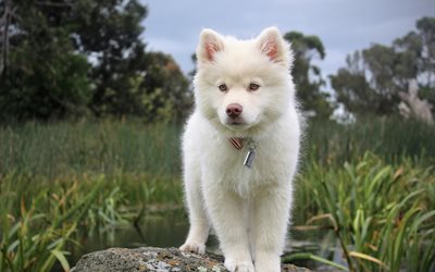 Kishu Dog, 4k, puppy, pets, Kishu Ken, Kishu Inu, white dog, cute animals, dogs, Kishu, hunting dogs