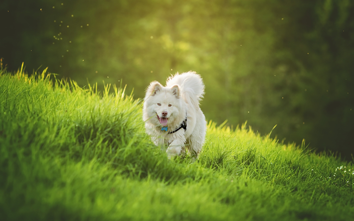 Le samoy&#232;de, le mignon de chien blanc, le vert de l&#39;herbe, des races de chiens domestiques, moelleux, blanc, chien, animaux de compagnie, coucher du soleil, soir&#233;e