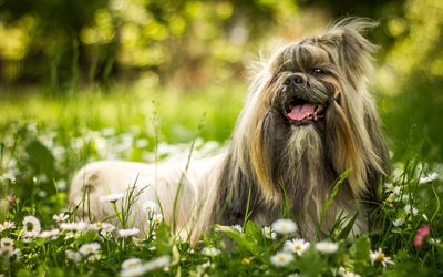 pekingese, fluffy dog, pets, green grass, chamomile, spring, breed of decorative dogs