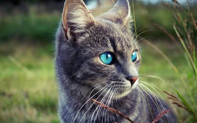 4k, Ojos Azules Chat, le flou, les yeux bleus, les chats, close-up, les animaux de compagnie, les chats domestiques, Ojos Azules