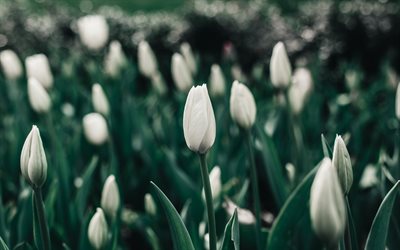 tulipas brancas, flores silvestres, primavera, tulipas, flores da primavera, floral de fundo com tulipas