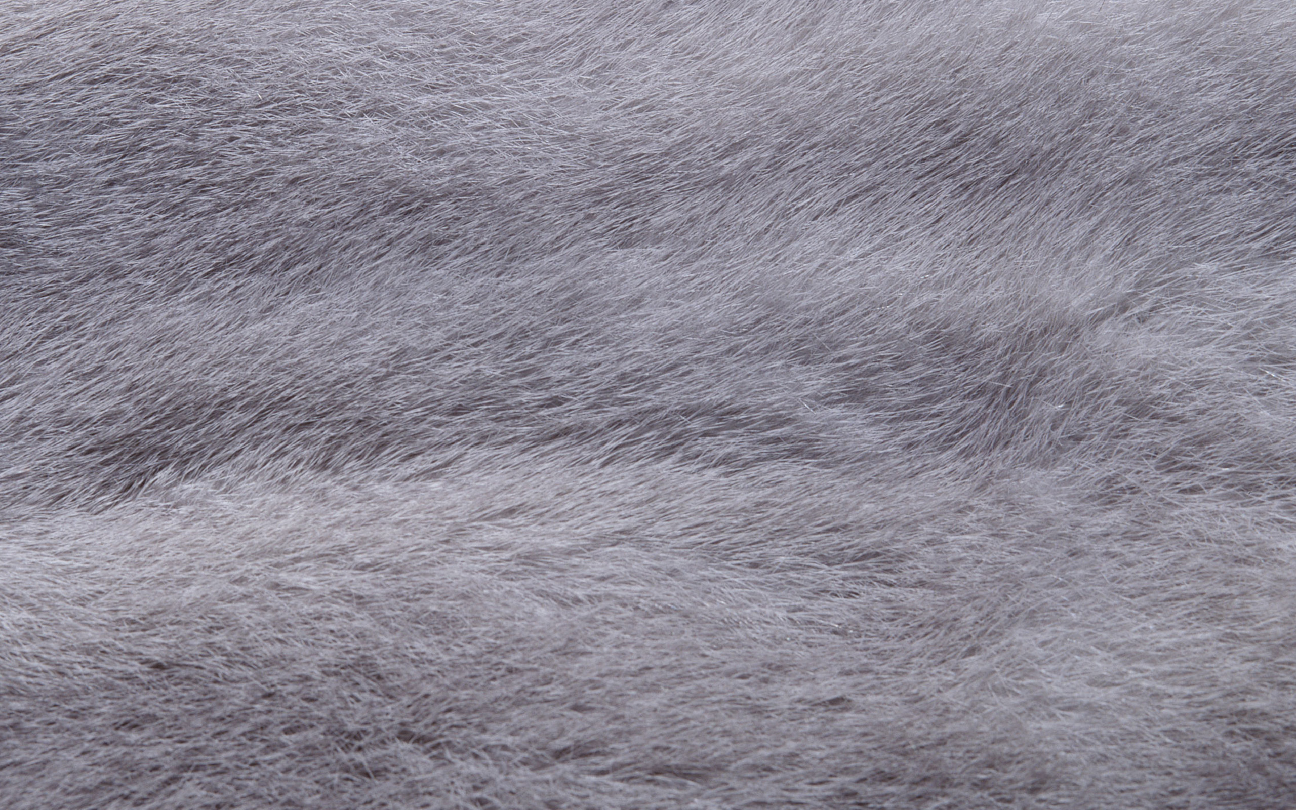 Natural gray wool texture, wolf fur, wolf skin texture, gray wool backgroun...