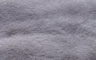 Natural gray wool texture, wolf fur, wolf skin texture, gray wool background