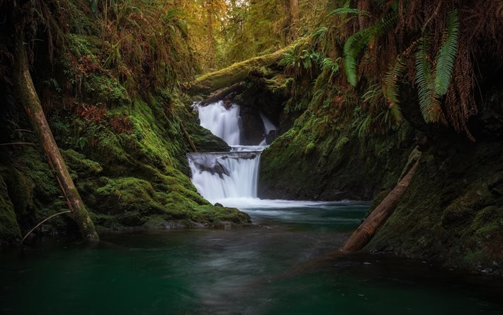 vattenfall, djungel, skogen, kv&#228;ll, sunset, berg river, Olympic National Park, Washington, USA