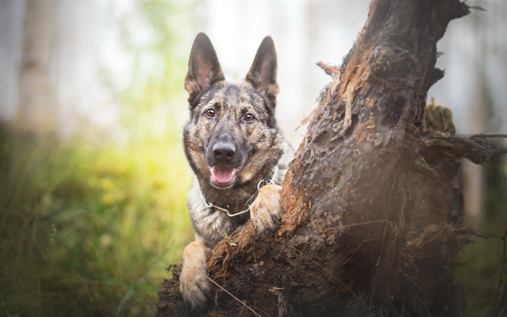 deutscher sch&#228;ferhund, wald, nahaufnahme, welpen, haustiere, hunde