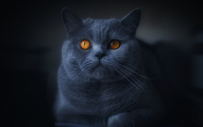 Gatto British shorthair, un gatto grigio, gli occhi grandi, i gatti domestici, animali domestici