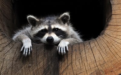raccoon, hollow, forest animals, wildlife, old tree