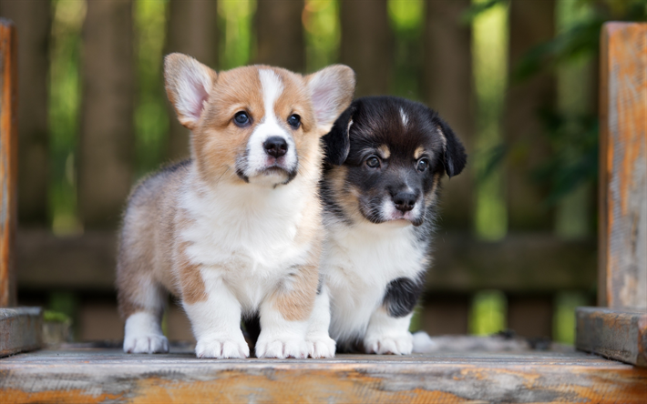Pembroke Welsh Corgi, puppies, funny dogs, small Corgi, blur, pets, dogs, Welsh Corgi, cute dog, Welsh Corgi Dog