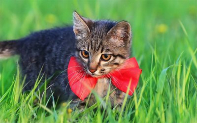 small gray kitten, red bow, American Bobtail, pets, cat in the grass, kittens