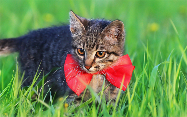 cinza pequeno gatinho, la&#231;o vermelho, Bobtail Americano, animais de estima&#231;&#227;o, gato na grama, gatinhos