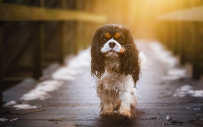 Cavalier King Charles Spaniel, rain, pets, dogs, cute animals, Cavalier King Charles Spaniel Dog