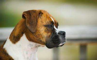 Boxer Dog, dogs, close-up, muzzle, pets, cute animals, Boxer