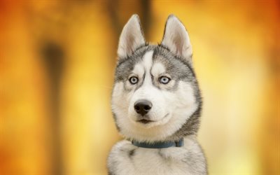 Husky, close-up, pets, Siberian Husky, bokeh, small Husky, dogs