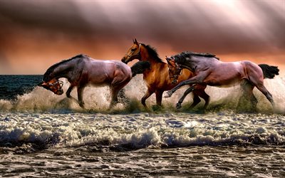 herd of horses, water, coast, splashes, brown horses, sunset, sea