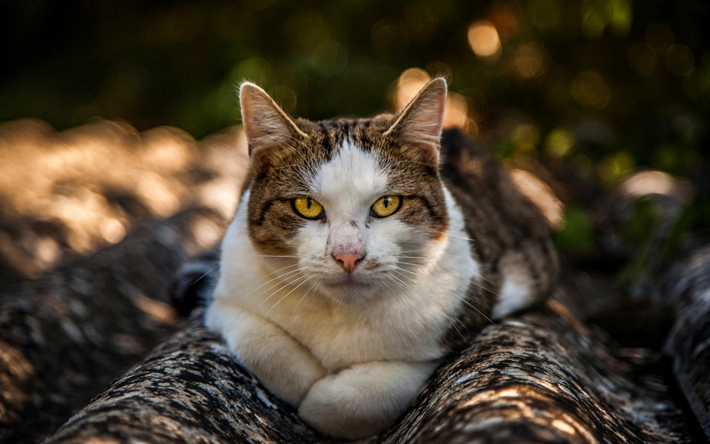 cinza branco gato, grandes olhos verdes, curta gato de p&#234;lo, animais fofos, os gatos dom&#233;sticos, bokeh, desfoque