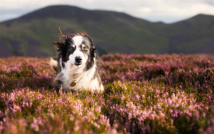 Border Collie, lavender, pets, cute animals, black white border collie, meadow, dogs, Border Collie Dog