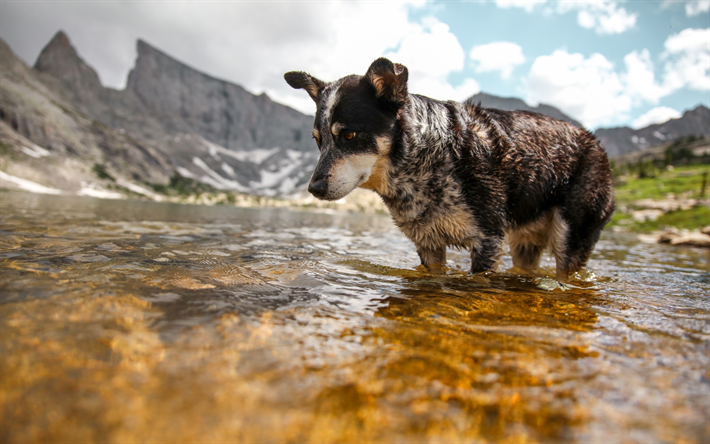 4k, Mavi Adamı, river, Avustralya Sığır K&#246;peği, yakın &#231;ekim, k&#246;pek, Avustralya Bouvier K&#246;pek, evcil hayvan, Avustralya Adamı, Queensland Adamı