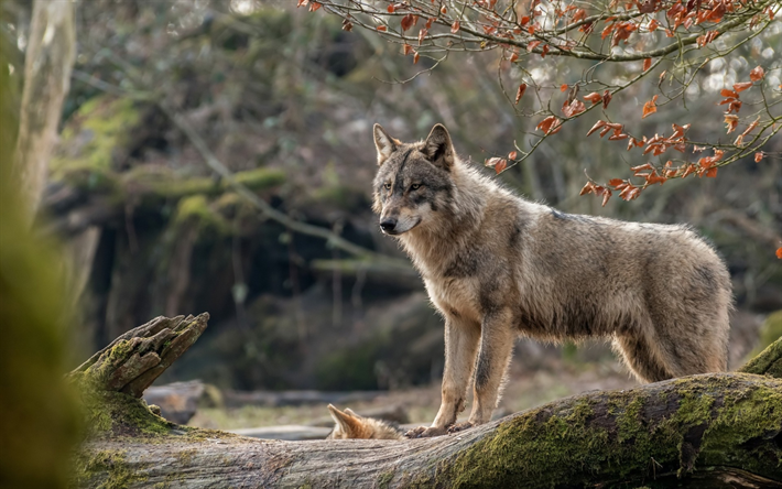 wolf, large dog, cherry blossom, spring flowering, pets, forest inhabitants