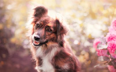 Aussie, close-up, cute dog, Australian Shepherd, pets, flowers, dogs, Australian Shepherd Dog, Aussie Dog