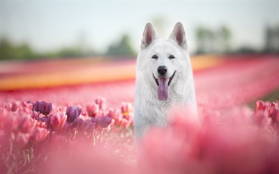 Swiss Shepherd, spring, cute animals, bokeh, white dog, pets, dogs, Berger Blanc Suisse, White Shepherd Dog, White Swiss Shepherd