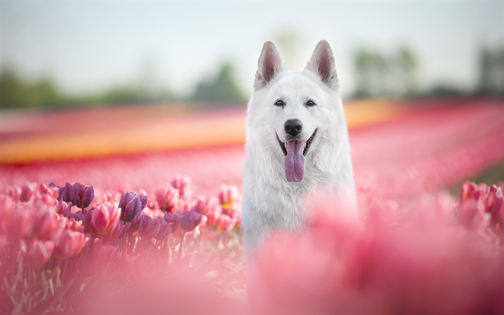 ダウンロード画像 スイスの羊飼い 春 かわいい動物たち ボケ 白い