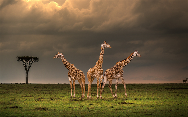 giraffer, kv&#228;ll, sunset, Afrika, vilda djur, Afrikanska djur