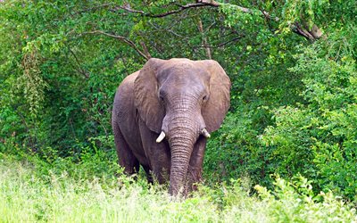 Grande elefante, &#193;frica, a vida selvagem, animais africanos, elefantes