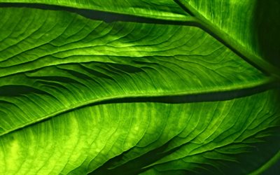 4k, feuille verte, gros plan, textures 3d, textures de feuilles, arri&#232;re-plan avec feuille, motifs de feuilles, macro, textures naturelles