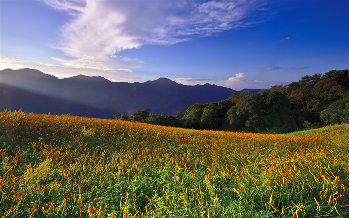 Taiwan, mountains, valley, meadow, summer, Asia, forest, beautiful nature