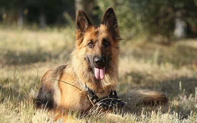 German Shepherd Dog, dog, hunting dogs, pets