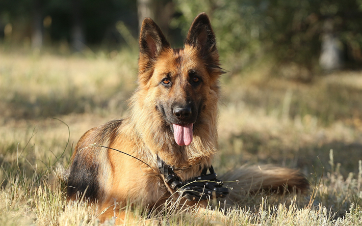 Il Cane da Pastore tedesco, cane, cani da caccia, animali domestici