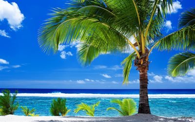 Summer, tropical island, beach, palm trees, summer travel, ocean, coast