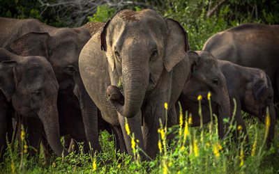 Los elefantes de la familia, macro, &#193;frica, el reba&#241;o de elefantes, la sabana, los elefantes, los Elephantidae, HDR