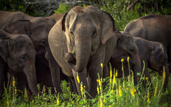 Elefantes fam&#237;lia, macro, &#193;frica, manada de elefantes, savannah, elefantes, Elephantidae, HDR