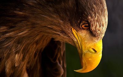 aigle, les oiseaux, profil, hawk, predator