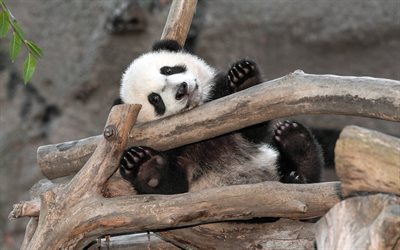 zoo, panda, bj&#246;rn, rolig bj&#246;rn