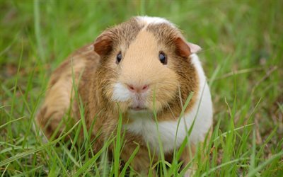 guinea pig, blur, grass, animal