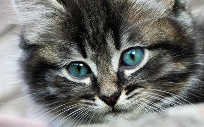 les yeux bleus, kitty, les chats