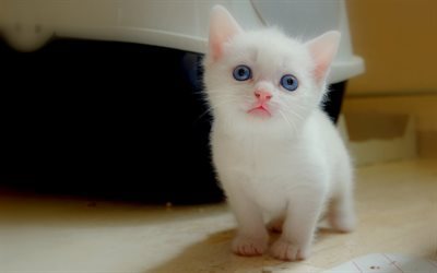 gattino bianco, baby, occhi blu, gatti