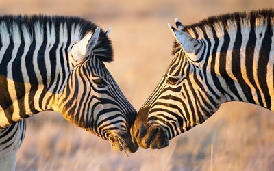 afrika, zebra, puss, vilda djur