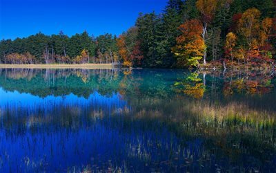 autunno, betulla, lago blu, foresta, giappone