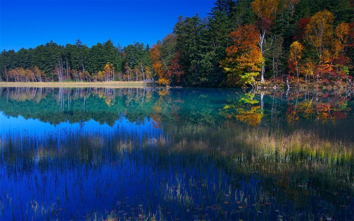 herbst, birke, blue lake, wald, japan