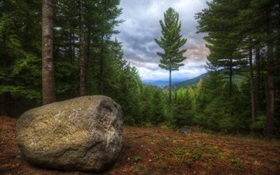 usa, tree, forest, stone, hdr