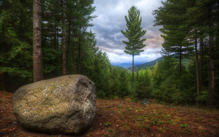 usa, tree, forest, stone, hdr