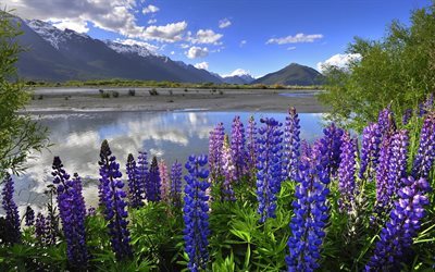 青空, lupins, 夏, 山々, ニュージーランド