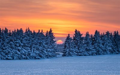 tr&#228;d, sunset, vinter, sn&#246;, horisont