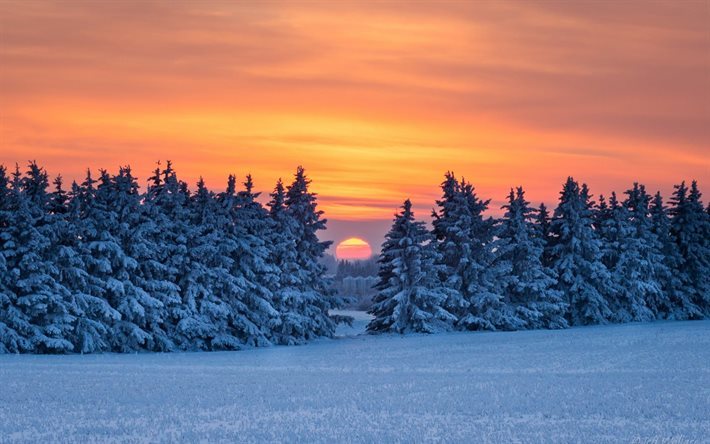 &#225;rbol, sunset, invierno, la nieve, horizonte