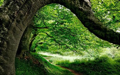 Download wallpapers england, path, forest, summer for desktop with ...